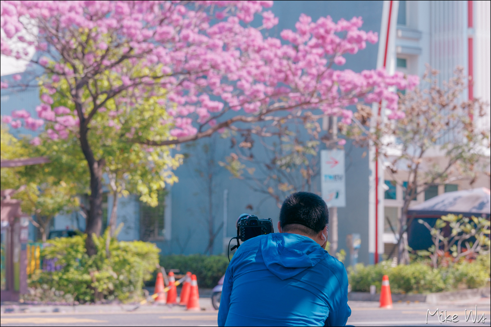 【遊記】台南大光國小公車站旁洋紅風鈴木，美得不像話的公車候車亭 @麥克Wu的生活攝影札記