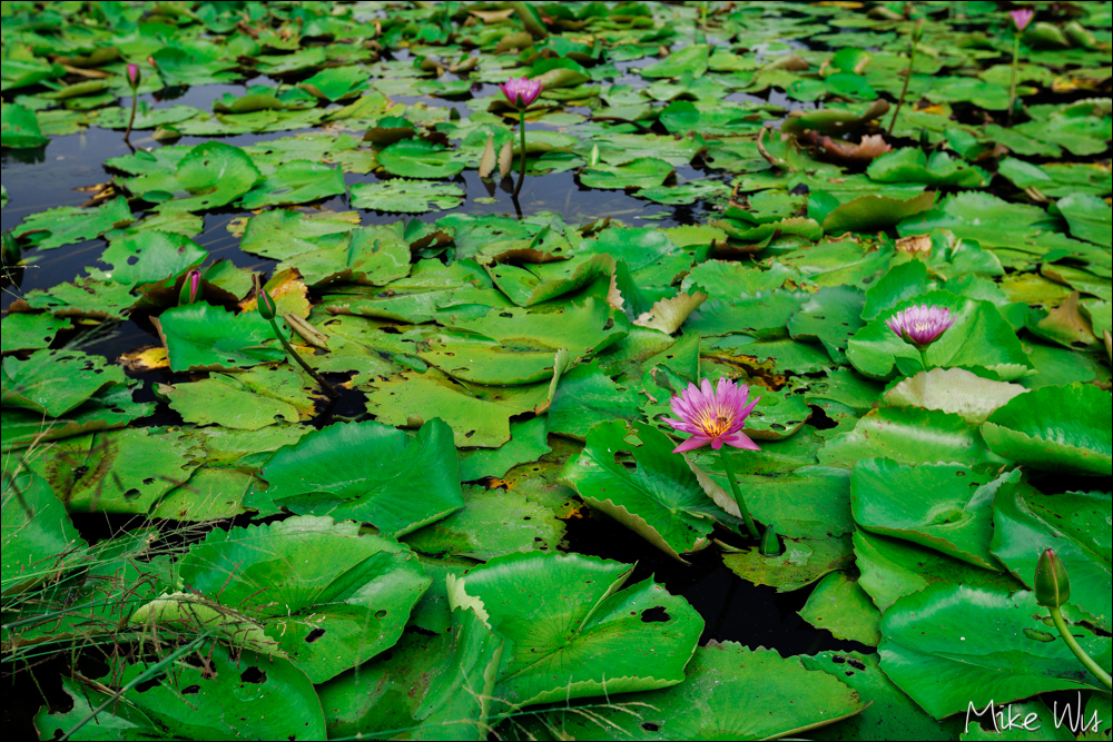 【遊記】白河蓮花公園，休憩、賞花、走走的好去處 @麥克Wu的生活攝影札記