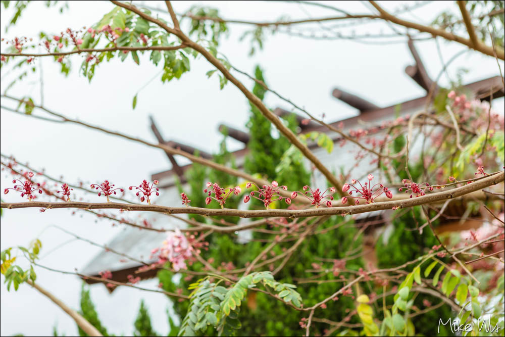 【遊記】另類的蜜月環島體驗，Hello Kitty 環島之星輕旅行 Day1 @麥克Wu的生活攝影札記
