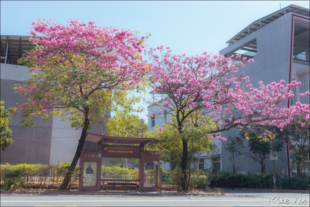 【遊記】2023 大光國小公車站旁洋紅風鈴木 @麥克Wu的生活攝影札記