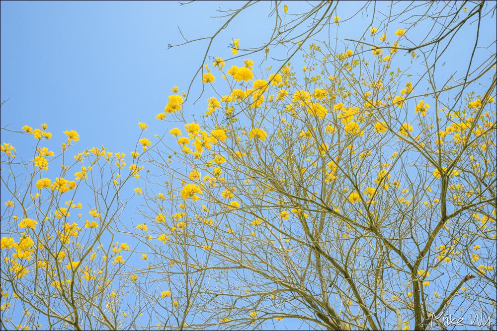 【遊記】嘉義朴子溪畔黃花風鈴木，萬里長城般的花景 @麥克Wu的生活攝影札記
