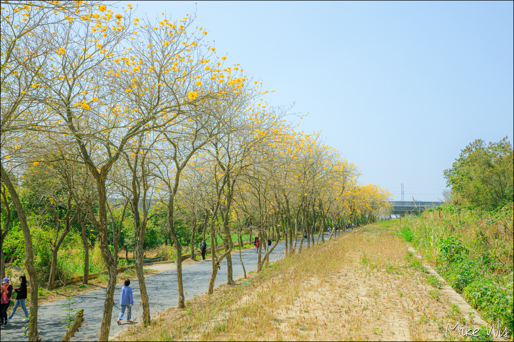 【遊記】嘉義朴子溪畔黃花風鈴木，萬里長城般的花景 @麥克Wu的生活攝影札記