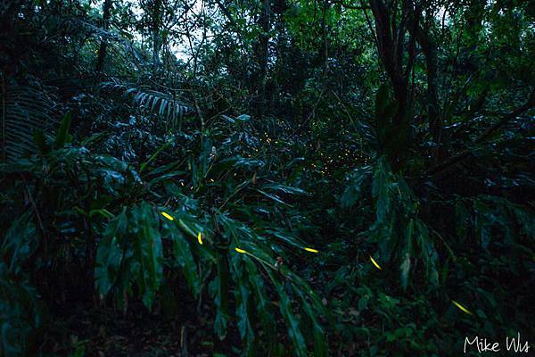【遊記】『台南』南化關山螢火蟲-賞螢記 @麥克Wu的生活攝影札記