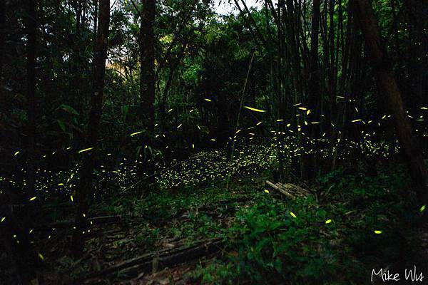 【遊記】『台南』南化關山螢火蟲-賞螢記 @麥克Wu的生活攝影札記