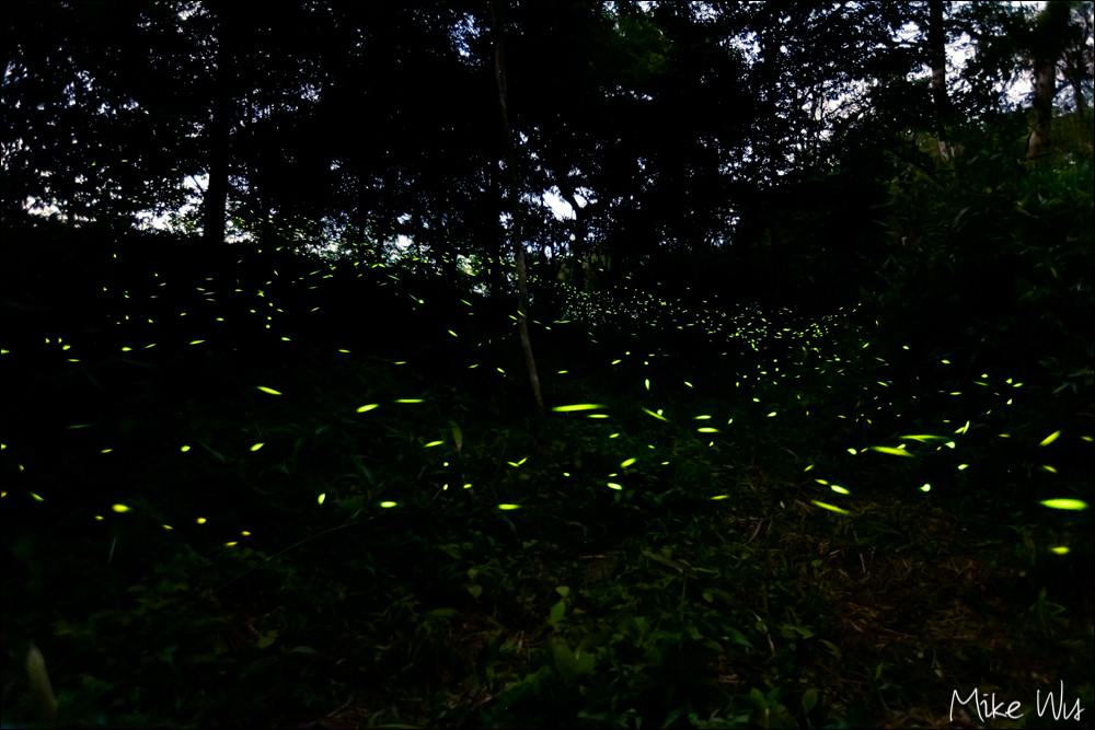 【遊記】『台南』二訪南化西阿里關山螢火蟲 @麥克Wu的生活攝影札記