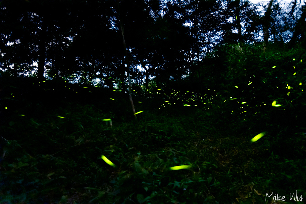 【遊記】『台南』二訪南化西阿里關山螢火蟲 @麥克Wu的生活攝影札記